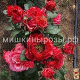 Кантри Гарден (Country Garden) - Чайно-гибридные розы - Розы - Каталог